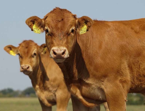 Ontdek de prachtige Dordogne