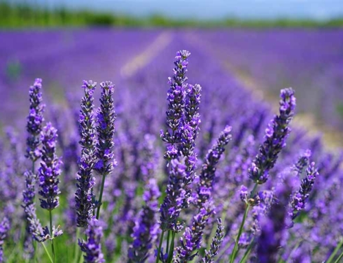 Lavendel